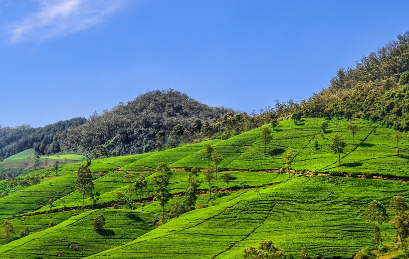 Nuwara-Eliya Tea mountains